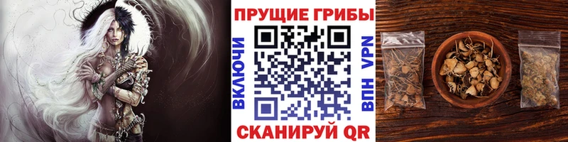 Псилоцибиновые грибы мицелий  наркотики  Бокситогорск 